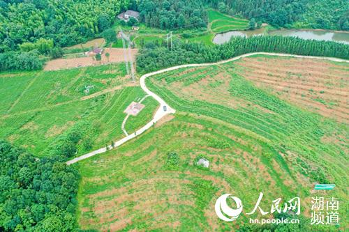扶贫产业“迷迭香”种植基地 。唐毅摄 扶贫产业“迷迭香”种植基地 。唐毅摄