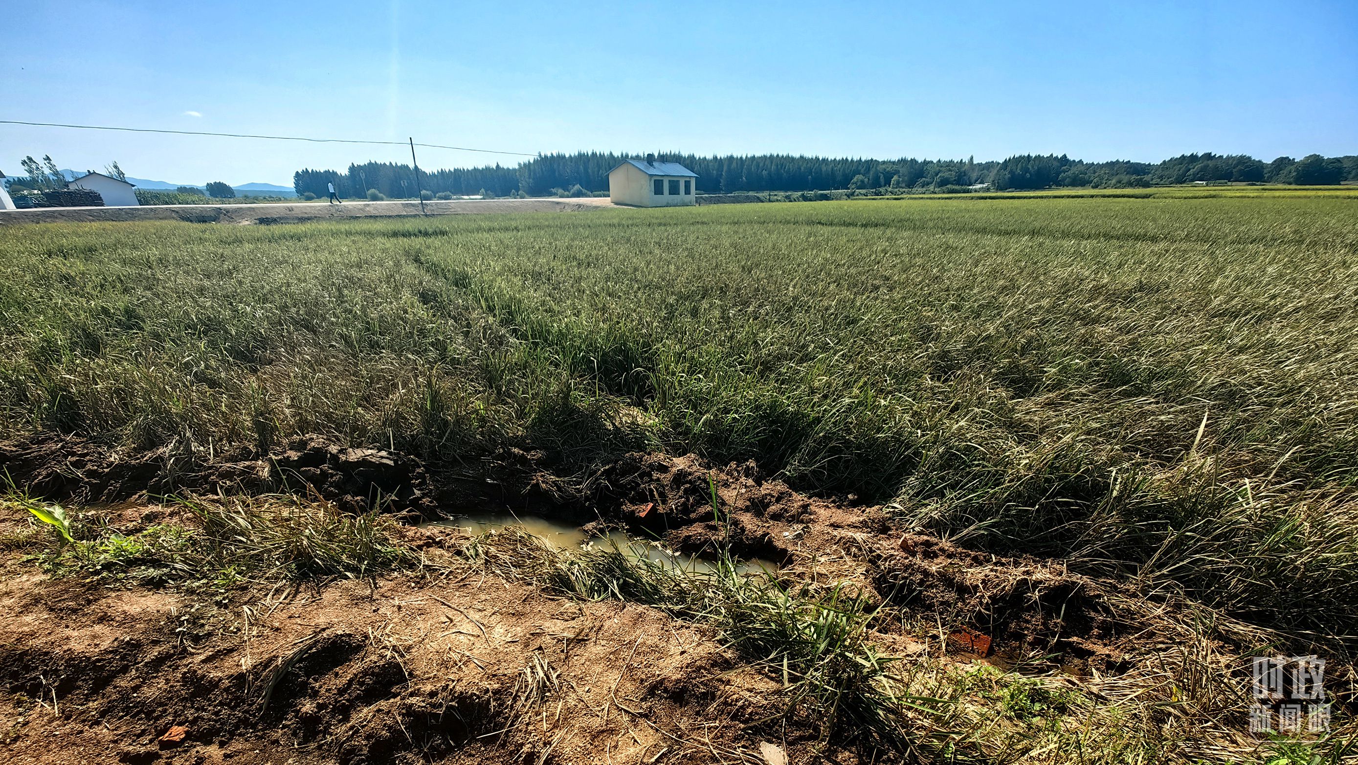 △图为龙王庙村在洪灾中受损的农田。(总台央视记者史伟拍摄) △图为龙王庙村在洪灾中受损的农田。(总台央视记者史伟拍摄)