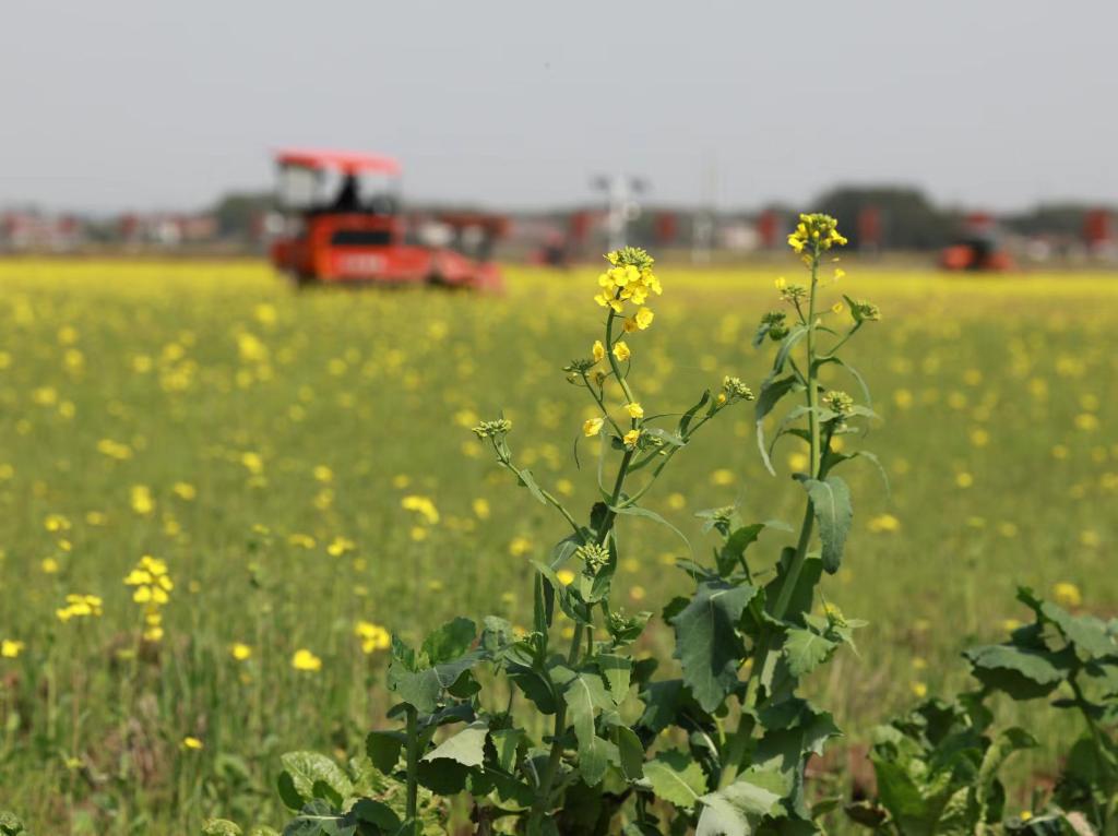 新华社记者 王晔 摄 新华社记者 王晔 摄