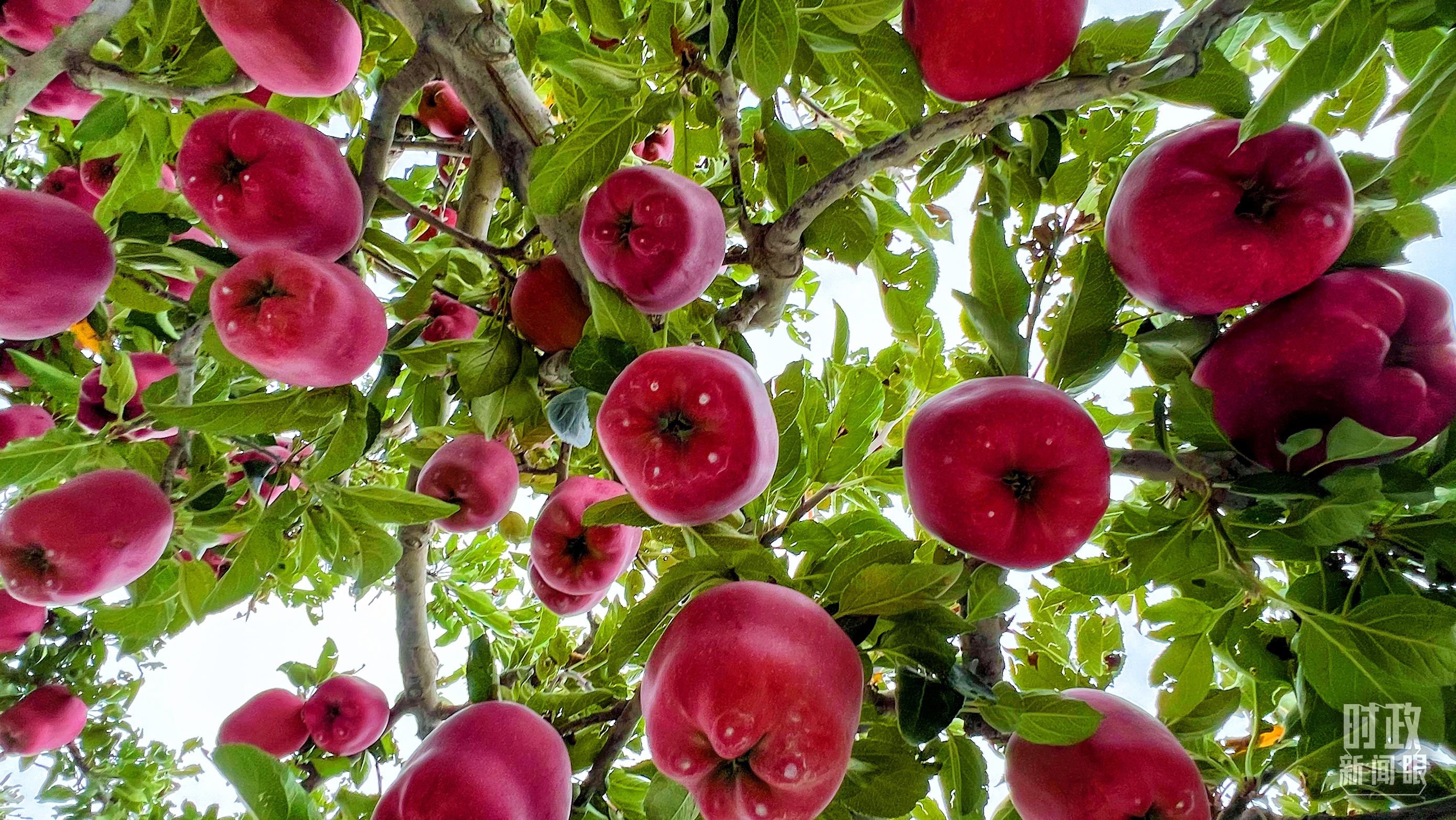 △ 麦积区南山花牛苹果基地。(总台央视记者程铖拍摄) △ 麦积区南山花牛苹果基地。(总台央视记者程铖拍摄)