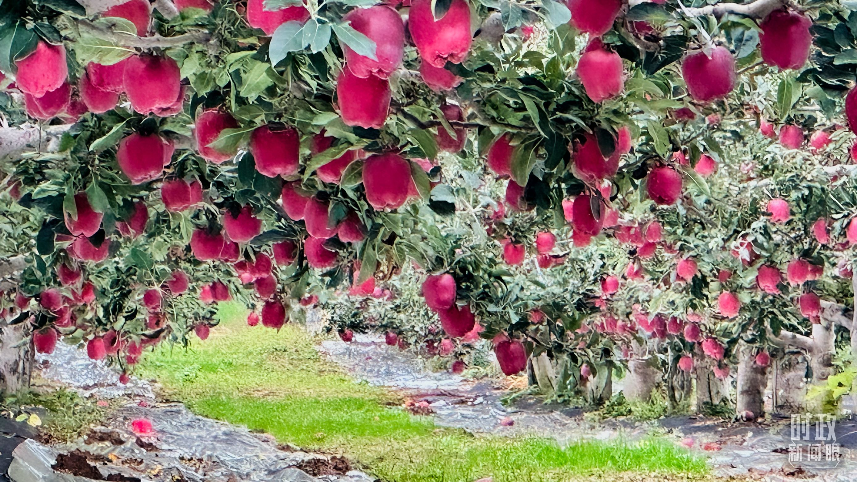 △ 麦积区南山花牛苹果基地。(总台央视记者范一鸣拍摄) △ 麦积区南山花牛苹果基地。(总台央视记者范一鸣拍摄)