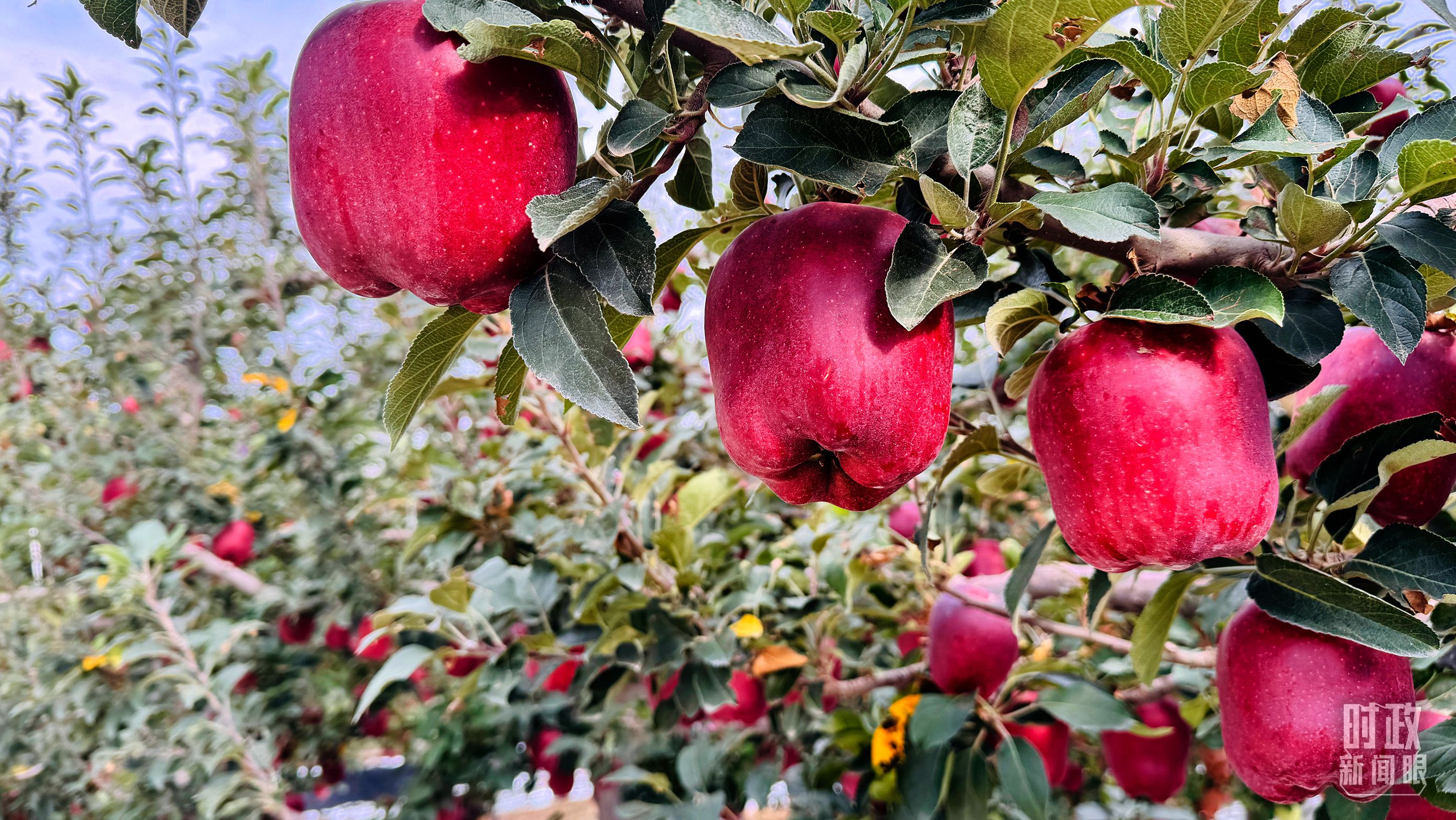 △ 麦积区南山花牛苹果基地。(总台央视记者黎兵拍摄) △ 麦积区南山花牛苹果基地。(总台央视记者黎兵拍摄)
