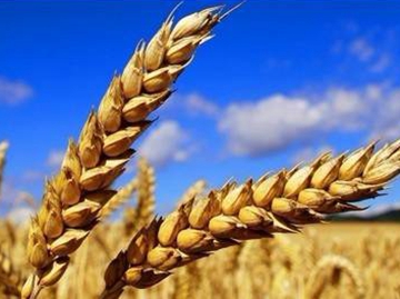 克强总理的&ldquo;农业经&rdquo;