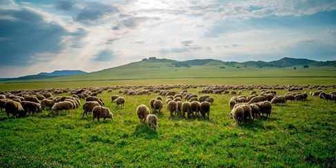 大力弘扬塞罕坝精神　扎实推进生态文明建设