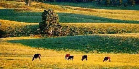 一代接着一代干　终把荒山变青山