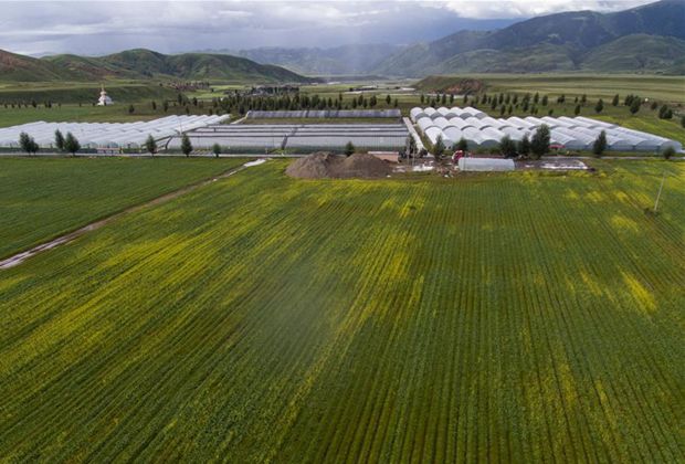 四川：“飞针走线”“绣”出小康画卷