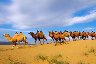 参加广西代表团审议