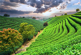 参加内蒙古代表团审议