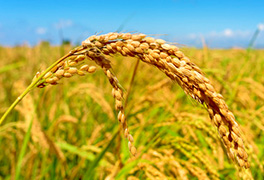 参加河南代表团审议