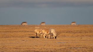“无人区”的生命礼赞