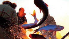 2019年第11期丨阳光照在查干湖上