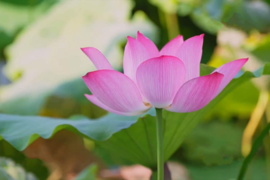 第四集：凝心铸魂