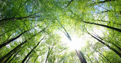 发挥制度优势提高生态环境治理效能