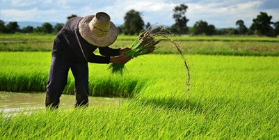 风吹稻浪秋意浓 哈大线上话丰收
