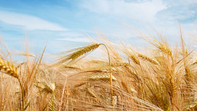 《新长征》：保障粮食安全