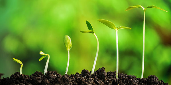 吉林白城：“河湖连通”，通向生态之城