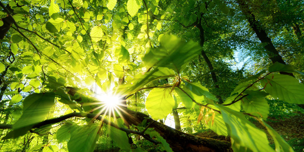 不毛之地蝶变绿色家园