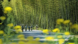 小竹子，大产业