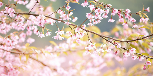 古风新业相得益彰