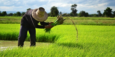 支部团结有力 村庄兴旺美丽