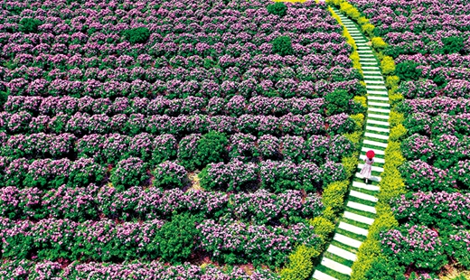 人民日报：为乡村振兴提供服务支撑