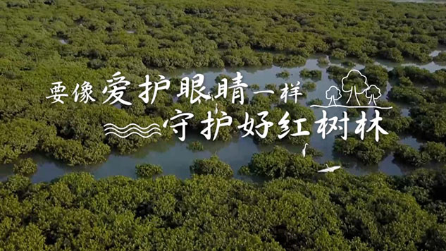 要像爱护眼睛一样守护好红树林
